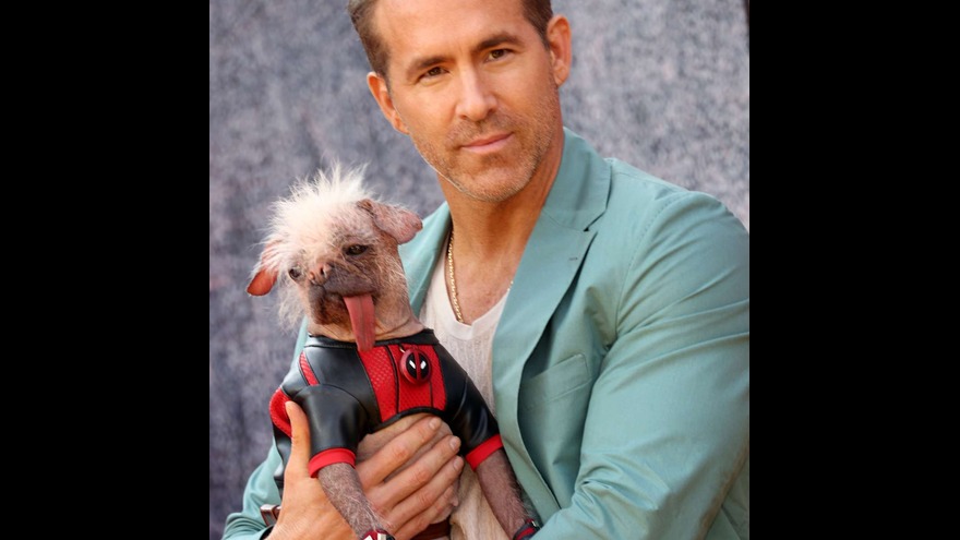 Peggy the Ugly Pug Shines in Deadpool & Wolverine Movie