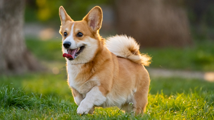 🧬 Anti-Aging for Dogs? It’s Closer Than You Think.